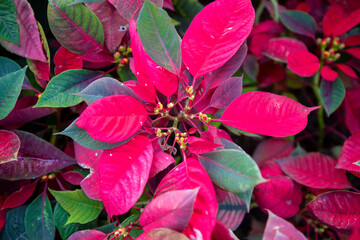 자연속에서 아름답게 피어난 꽃의 모습입니다.