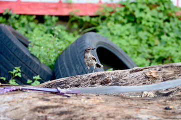 Closeup of Oriental Magpie Robin bird (Copsychus saularis) looking for food on tree with a natural background at Thailand.