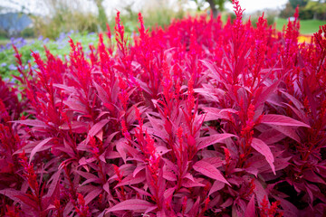 자연속에서 아름답게 피어난 꽃의 모습입니다.