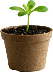 Young green plant in a biodegradable pot on transparent background. Sustainability and growth concept
