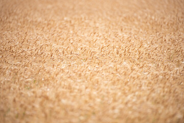 Wheat field harvest background. The agriculture harvest. Gold sprouts of wheat in soil. Harvest in farm. Wheat field background. Background and texture for harvest. Background of ears of wheat.