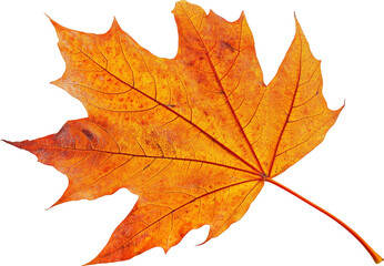 Close-up of a maple leaf with vibrant autumn colors on a transparent background. Nature and seasonal beauty concept