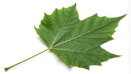 Obraz premium sycamore leaf broad and veined photorealistic isolated on white background, photorealism, nature photography, isolated object