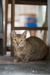 Tabby lying on the ground