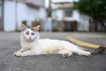 Stray cat lying on the street