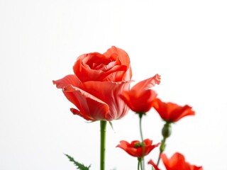 Fototapeta premium A dramatic close-up of a corn rose against a soft white background with delicate red poppies in the foreground, white background, botanical photography, nature