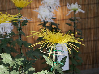 花を咲かせた和菊の一品種