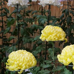 花を咲かせた和菊の一品種