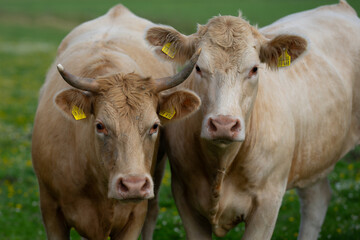 Cow with horns at pasture. Cattle in green field. Cow in grassy pasture. Brown Cow close up portrait in the countryside. Cows graze on summer meadow. Rural cows. Cows in a pasture. Cows face closeup.