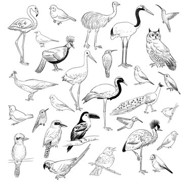 vector drawing sketches of birds, hand drawn illustration, vintage nature design elements isolated at white background