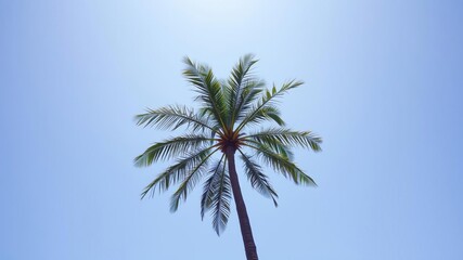 Fototapeta premium A single palm tree stands tall with its leafy branches stretching up towards the sky creating intricate patterns of shadow and light, palm tree silhouette, greenery