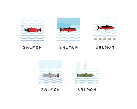 Set of editable fish vector templates.	