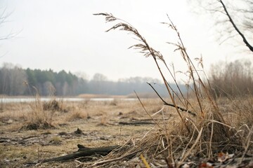 Obraz premium dried grasses and twigs in a natural setting, dry grasses, leaf litter, fallen leaves, woodland