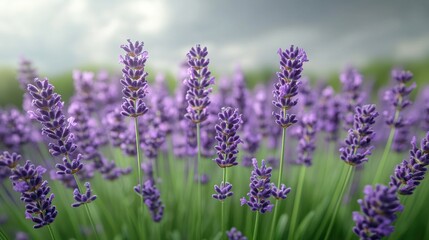 A close-up view of blooming lavender flowers against a soft, cloudy background.