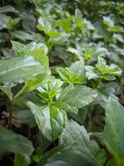 Sphagneticola trilobata, commonly known as the Bay Biscayne creeping-oxeye,merigold Singapore daisy, creeping-oxeye, trailing daisy, and wedelia.