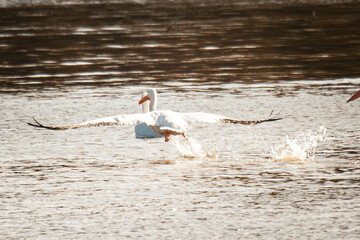 pelican, birds, flow, feather, fly, bird, pelicans, beach