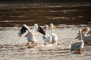 pelican, birds, flow, feather, fly, bird, pelicans, beach