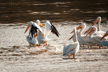 pelican, birds, flow, feather, fly, bird, pelicans, beach