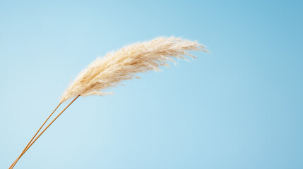 Pampas Grass on Blue Sky: A single plume of pampas grass sways gently against a soft blue sky, creating a minimalist and elegant image.