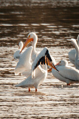 pelican, birds, flow, feather, fly, bird, pelicans, beach