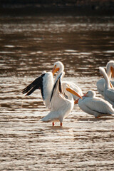 pelican, birds, flow, feather, fly, bird, pelicans, beach