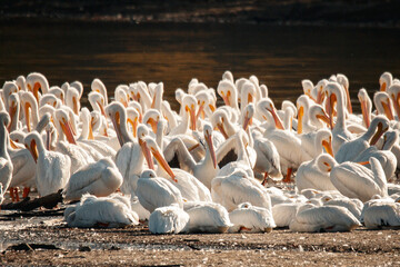 pelican, birds, flow, feather, fly, bird, pelicans, beach