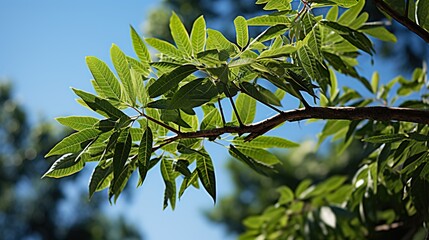 Obraz premium tree leaves HD 8K wallpaper Stock Photographic Image 