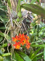 Blühende Pflanzen auf Kuba