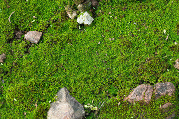 Close up green moss texture background