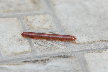 millipede walking on ground with blur background