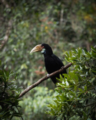 vulture on a branch