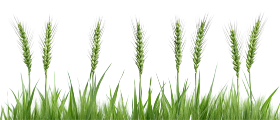 A row of green grass with a white background. transparent background