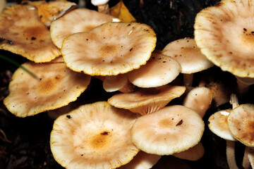 ぬめり艶のある大きなナラタケの群生（晴天下・自然光・マクロ撮影）