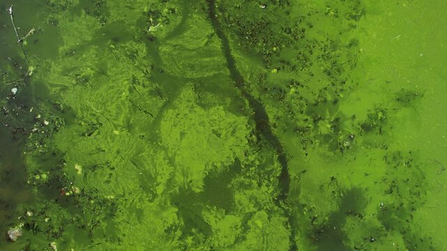 Green Algae Texture and Pollution Covering Lake Surface from Industrial and Residential Wastewater, Ecological Crisis