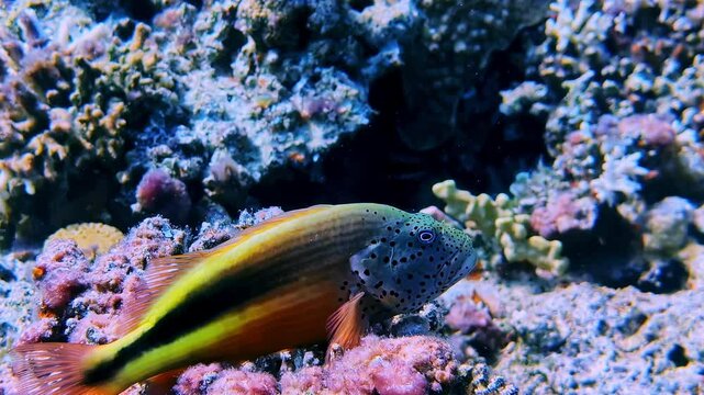 Colorful fish on colar reef, motion view