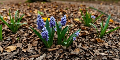 A cluster of purple hyacinth flowers peeking through the leaf litter of a woodland garden path, outdoor scenes, purple blooms, hyacinths