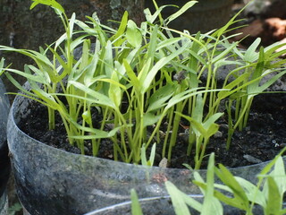 Plants using used materials as a medium. Use used items to grow vegetables