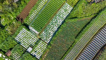 An aerial shot of well-organized terraced farmland showcasing diverse crops with rich green textures, location in central java Indonesia
