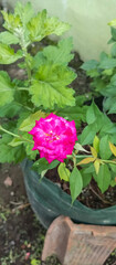 pink rose flower