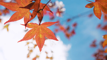 Red and orange maple leaves