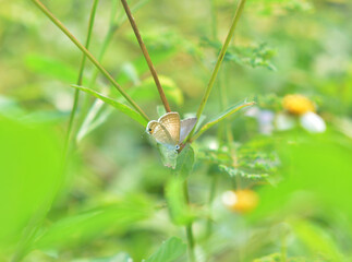 Lampides boeticus also known as the Pea Blue, or Long-tailed Blue is a small butterfly found in Europe, Africa, South and Southeast Asia, and Australia belonging to the Lycaenids or gossamer-winged fa