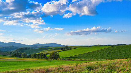 Fototapeta premium 美瑛 秋のパッチワーク-4