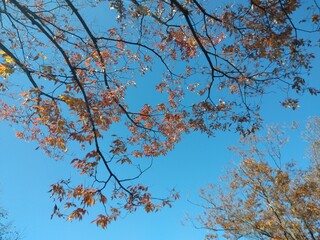 青空に映える紅葉