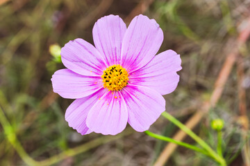 コスモス街道のピンク色のコスモスが咲いています