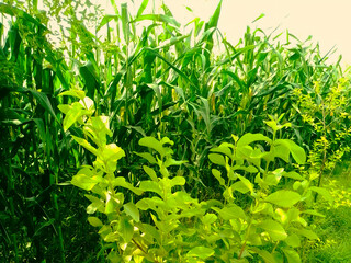 Obraz premium green grass in the garden