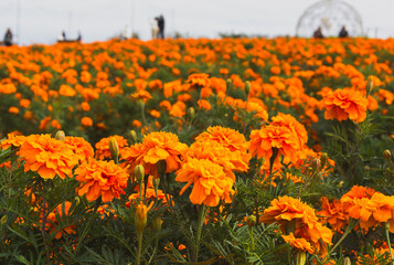 鮮やかなオレンジ色のマリーゴールドが咲いています