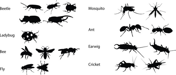 Hand drawn insects animal full body silhouette illustration