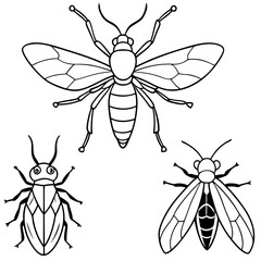 set of insects isolated