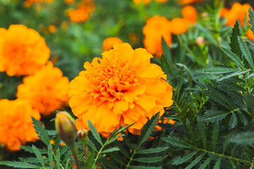 色鮮やかなオレンジ色のマリーゴールドの花