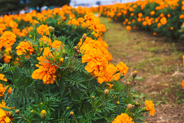 色鮮やかなオレンジ色のマリーゴールドの花